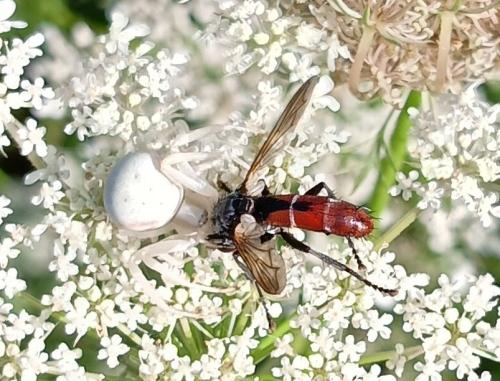 Cylindromyia bicolor